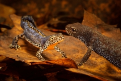 alpenwatersalamander René Krekels