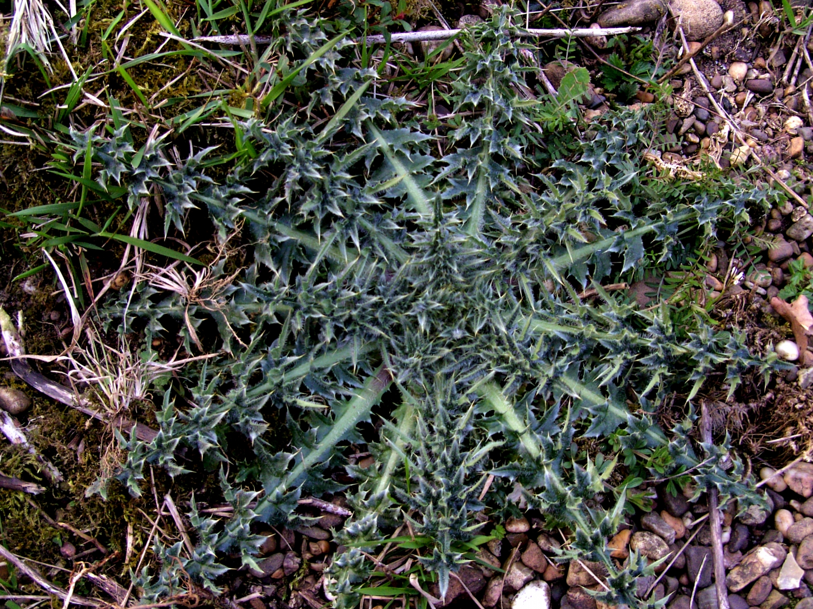 8.speerdistel